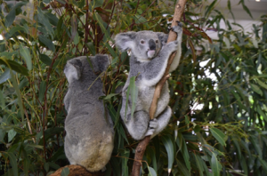 emigrate to Australia. Koala bear photo 