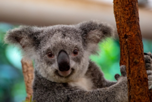 emigrate to Australia. photo of a Koala bear 