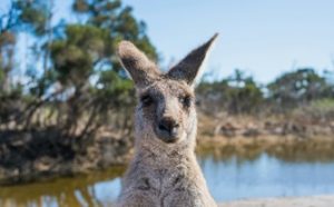 Migration to Australia